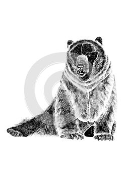 Drawing of sedentary fearsome bear, black silhouette on white background.