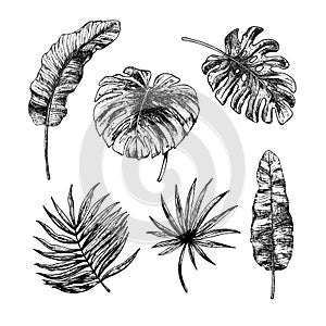 Drawing set of tropical leaves. Vector sketch. Illustration on white background.