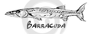 Drawing of a single barracuda fish on white background