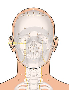 Drawing with Skeleton, Acupuncture Point ST2 Sibai, 3D Illustration