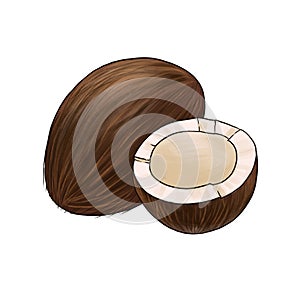 drawing sketch of coconut, fruit at white background