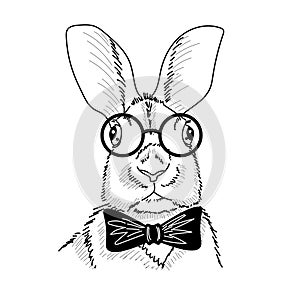 Drawing of smart rabbit professo