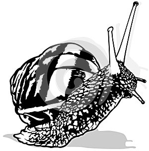 Drawing of a Snail with a Snail Shell