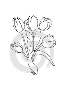 drawing spring flowers bouquet of tulips on the eighth of March