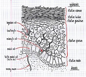 Drawing of the structure of the human epidermis