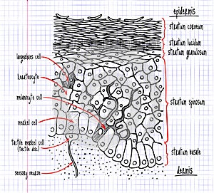 Drawing of the structure of the human epidermis photo