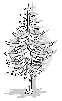 Drawing of a Tall Coniferous Tree