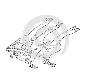 Drawing of three angry Chinese geese. Vector sketch Hand drawn linear illustration