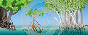 Drawing of three different types of mangrove with underwater roots with fish, crabs and a white heron in the scene. Vector image