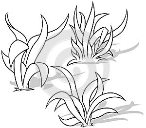 Drawing of three Grasses with Long and Wide Leaves