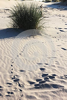 Drawing track on the Ameland Island Beach, Holland photo