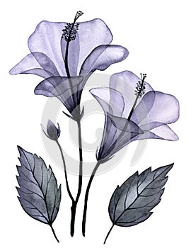 watercolor drawing. transparent tropical hibiscus flower. set with flowers and leaves, x-ray