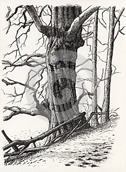 A drawing of a tree