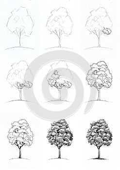 Drawing a tree