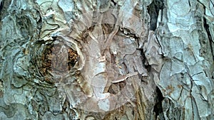 Drawing tree bark up close