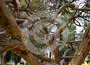 Drawing tree branches. Unusual tree Crimea