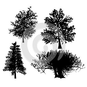 Drawing of the tree vector
