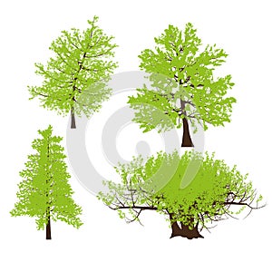 Drawing of the tree vector