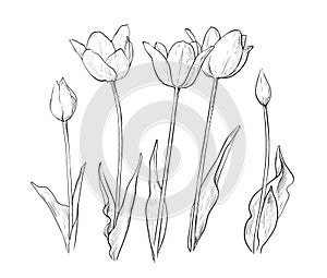 Drawing of tulip flowers monochrome illustration. Tulips line graphic design elements