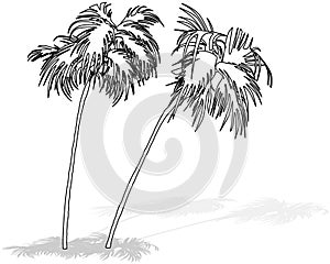 Drawing of Two Tropical Coconut Trees