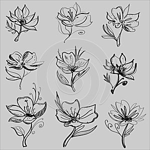 Drawing vector graphics with floral pattern for design. Floral flower natural design. Graphic, sketch drawing.