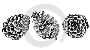 drawing in vintage style, christmas set of fir cones. sketch, retro style.