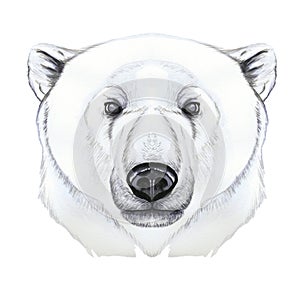 Drawing with watercolor of predator mammal polar bear, artic, portrait of polar bear