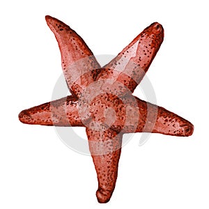 Drawing by watercolor red starfish in the class of invertebrates such as echinoderms