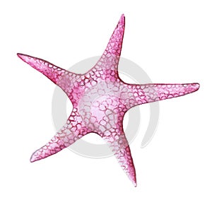 Drawing by watercolor red starfish in the class of invertebrates such as echinoderms