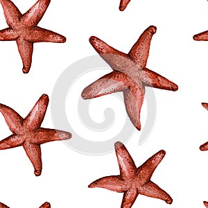 Drawing with watercolor red starfish in the class of invertebrates such as echinoderms