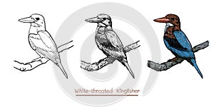 Drawing of White-throated Kingfisher bird hold on twig