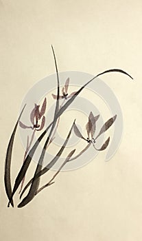 Drawing wild orchids