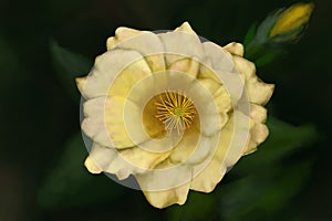 Drawing of a yellow rose from above