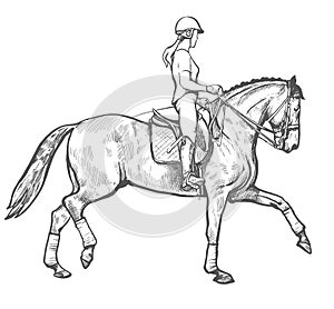 Drawing of young horse rider performing dressage training, horse riding, horse stallion with jockey drawing for sport vector