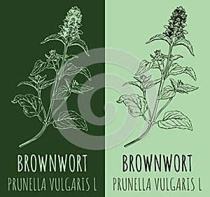 Drawings BROWNWORT. Hand drawn illustration. Latin name PRUNELLA VULGARIS L