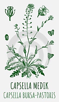 Drawings of CAPSELLA BURSA-PASTORIS. Hand drawn illustration. Latin name Capsella MEDIK