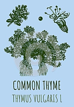 Drawings of COMMON THYME. Hand drawn illustration. Latin name Leonurus THYMUS VULGARIS L