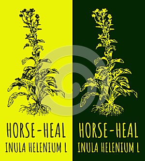 Drawings ELECAMPANE. Hand drawn illustration. Latin name Inula helenium L