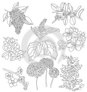 Drawings of flowers