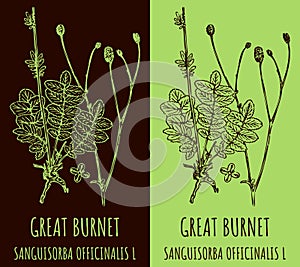 Drawings GREAT BURNET. Hand drawn illustration. Latin name SANGUISORBA OFFICINALIS L