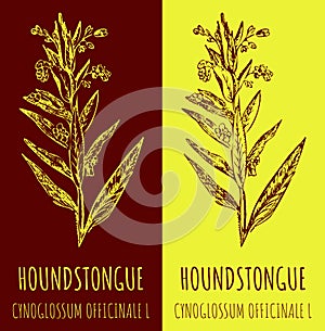 Drawings HOUNDSTONGUE. Hand drawn illustration. Latin name CYNOGLOSSUM OFFICINALE L