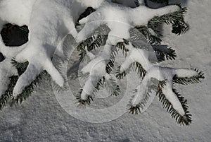 Drawings of snow on spruce branches