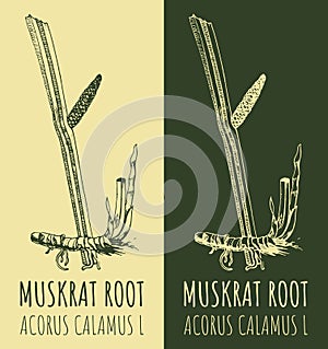 Drawings sway or muskrat root. Hand drawn illustration. Latin name ACORUS CALAMUS L