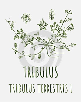 Drawings of TRIBULUS. Hand drawn illustration. Latin name Tribulus terrestris L