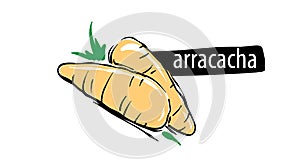 Drawn arracacha isolated on a white background photo