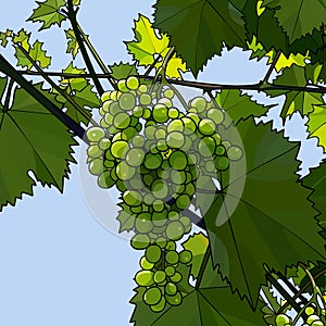 Drawn bunch of green grapes hanging on a vine