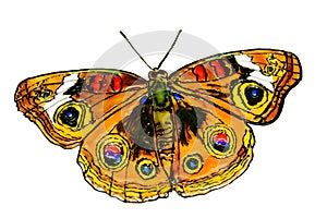 The drawn butterfly.