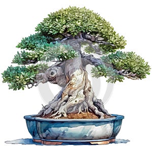 Drawn and Colored of bonsai beech tree on white background - Watercolor art illustration