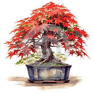 Drawn and Colored of bonsai maple tree on white background - Watercolor art illustration