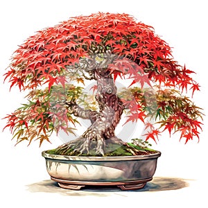Drawn and Colored of bonsai maple tree on white background - Watercolor art illustration